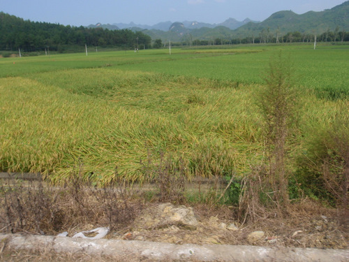 Obviously an UFO landed here, thus a few crop circle-disruptions.